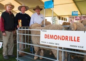 Runner up 2016 SWSSMB Pen of Three Merino Hogget Rams