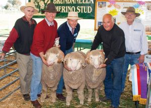 Second Runner up 2016 SWSSMB Pen of Three Merino Hogget Rams