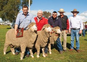 Winner 2016 SWSSMB Pen of Three Merino Hogget Rams