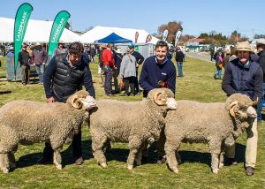 1st Runner Up - Pen of 3 - Yarrawonga Merinos 2017