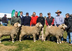 Wendouree Shield - Pen of 3 - Tara Park Merinos