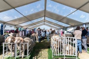 SWS Stud Merino Breeders Field Day