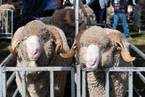 SWS Stud Merino Breeders Field Day